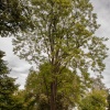 Ailanthus Altissima  2/4
