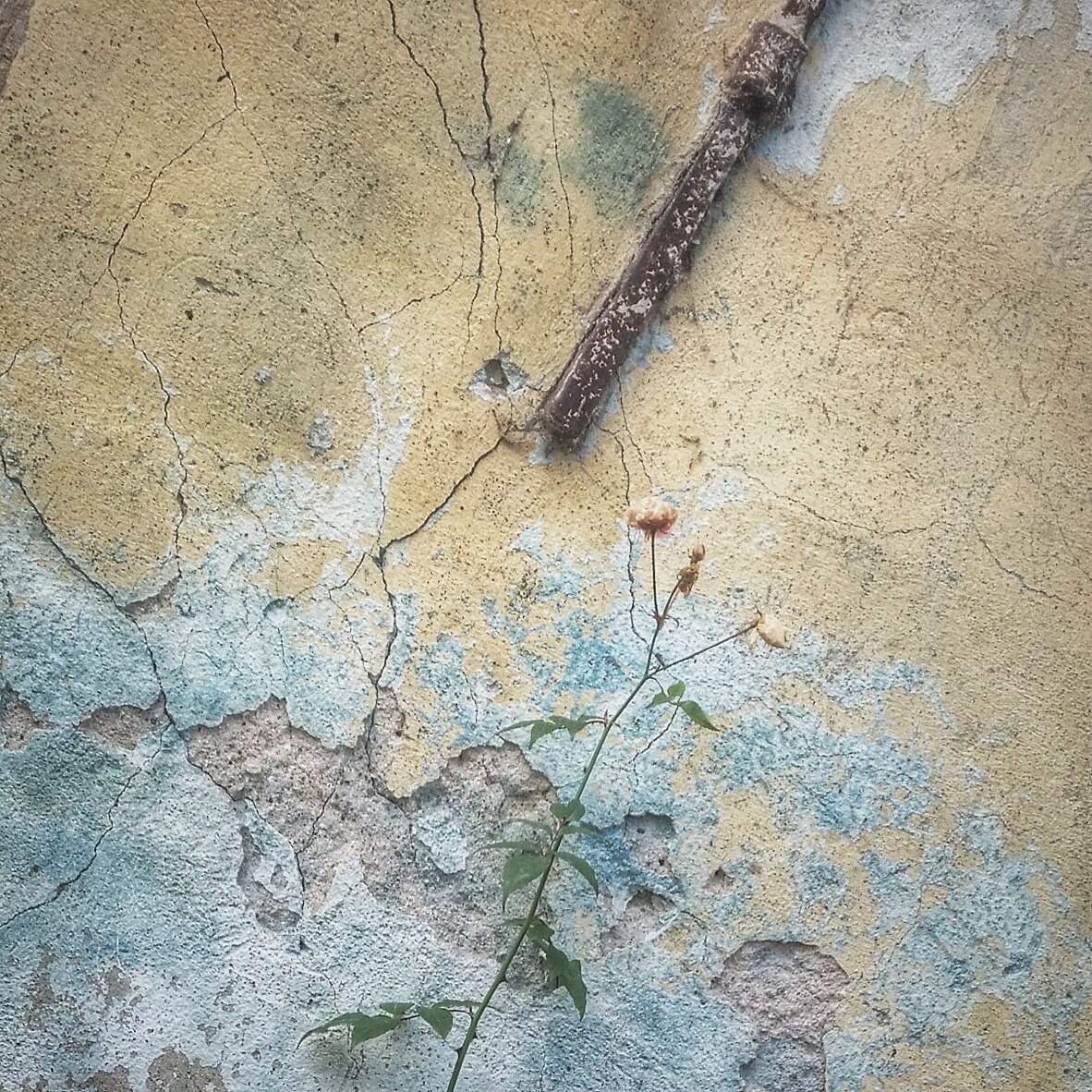 La rosa e il Ferro  Portovecchio (Portogruaro , VE)