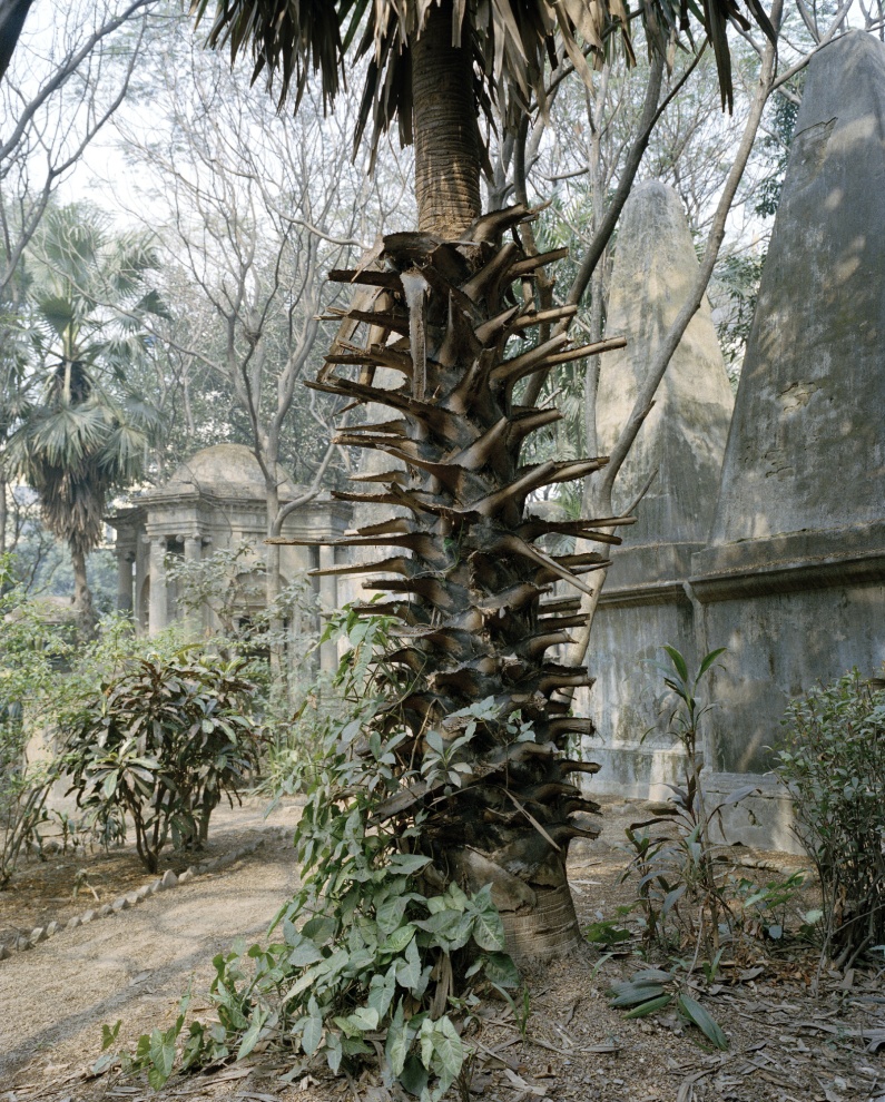 Kolkata/ Calcutta,2015. South Park Street Cemetery, formerly known as the ‘Great Christian Burial Ground’, was one of the earliest non-church cemeteries in the world. The cemetery houses numerous graves and monuments belonging to British soldiers, administrators, and their families. 